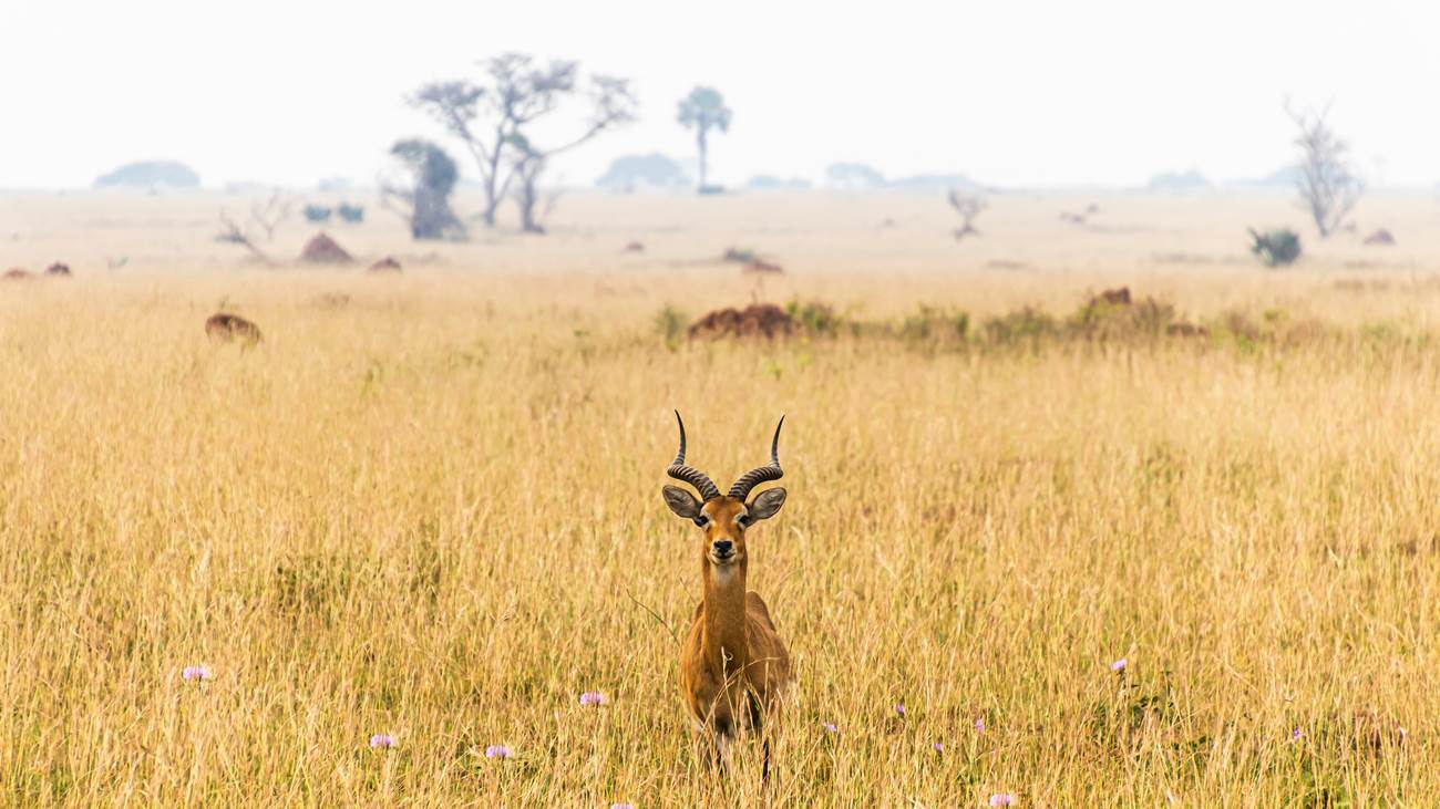 African Safari.