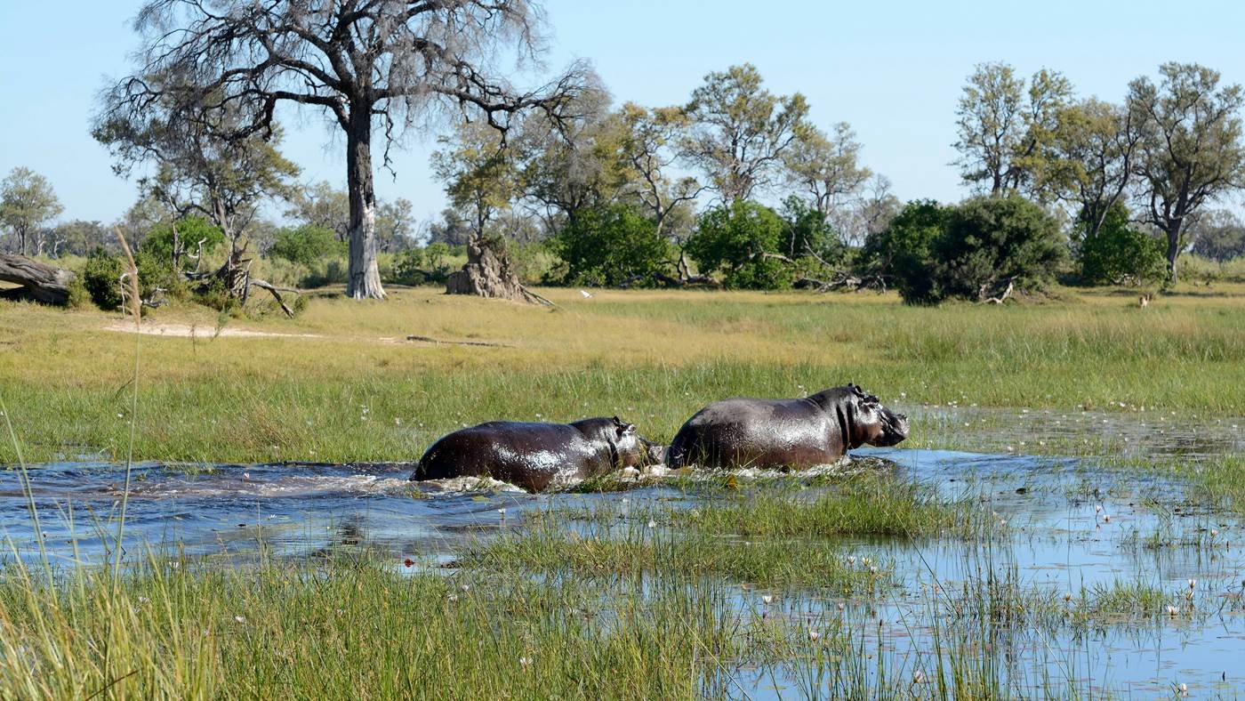 Best country for safari in Africa - Top African Safari Countries.