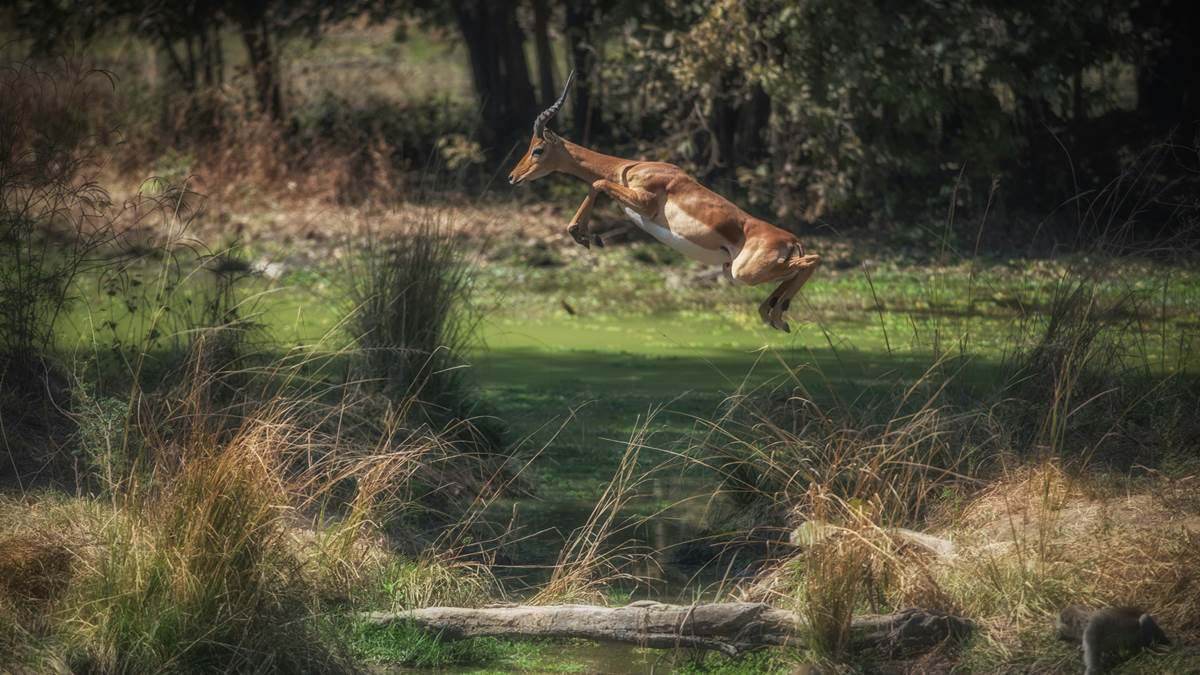 Safari in Africa - African Safari