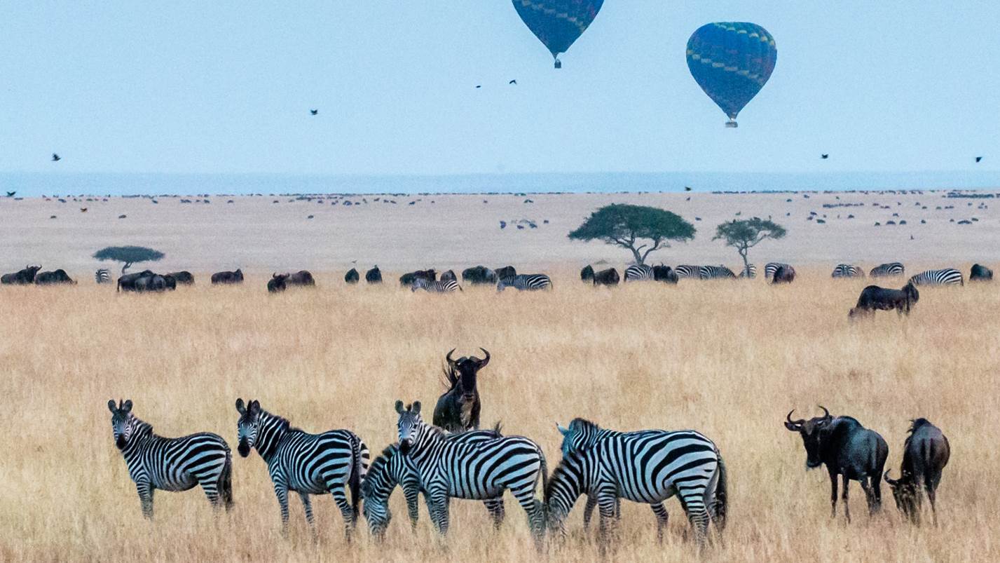 Best country for safari in Africa - Top African Safari Countries. FetchyFacts